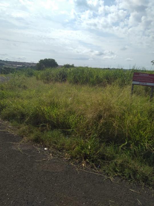 Foto 18 de 19 — Reclamação: “Onde deveria ser uma rua, só tem mato, lixo e água parada”, diz morador